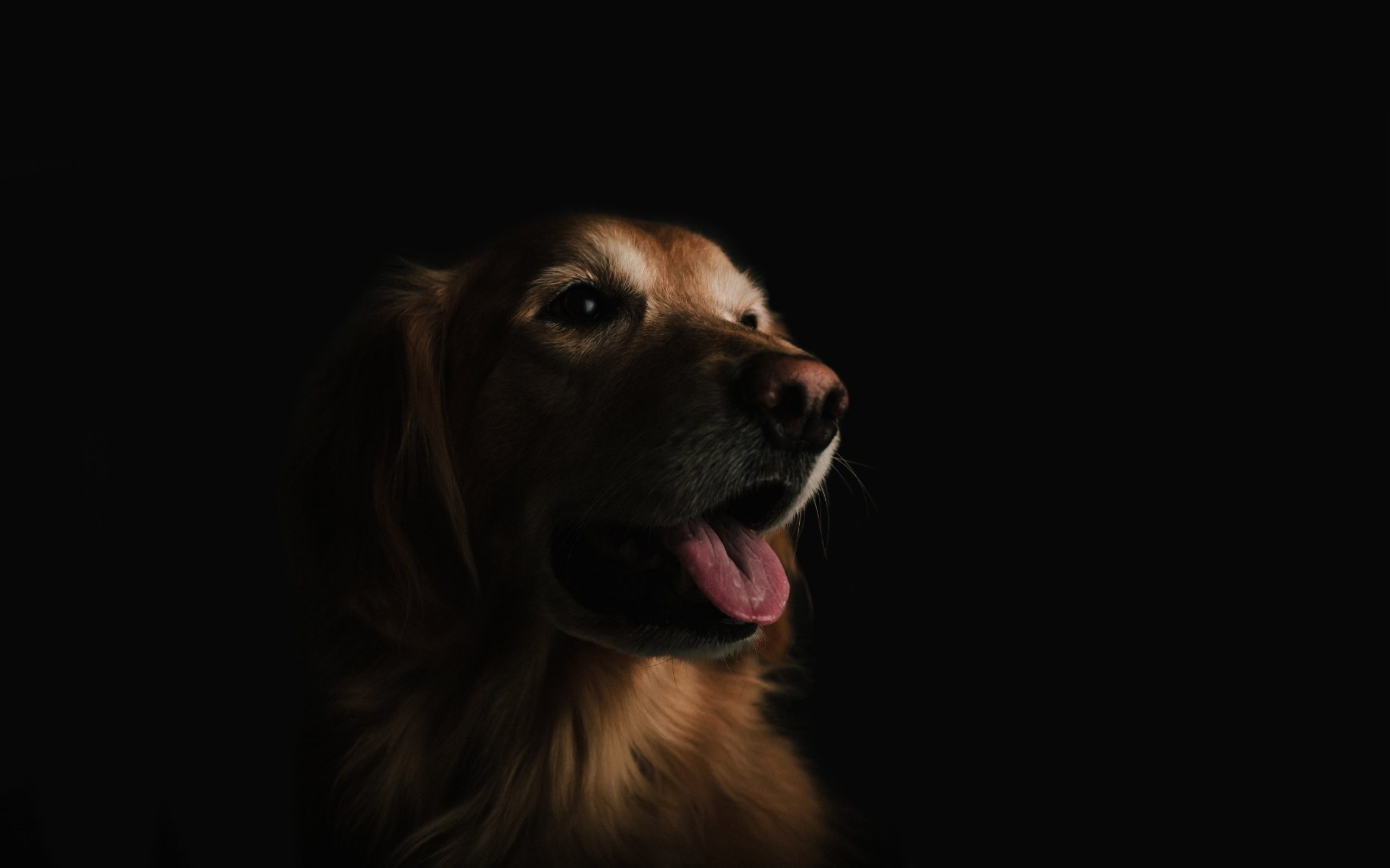 Let them feel your love with the best pet portraits
