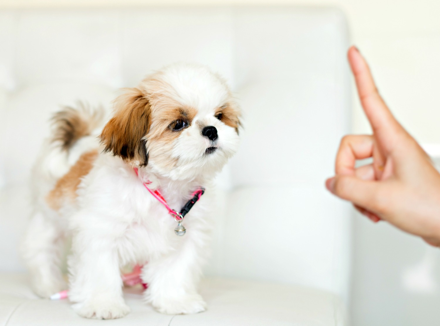 A Puppy training guide will help   you train your Puppy